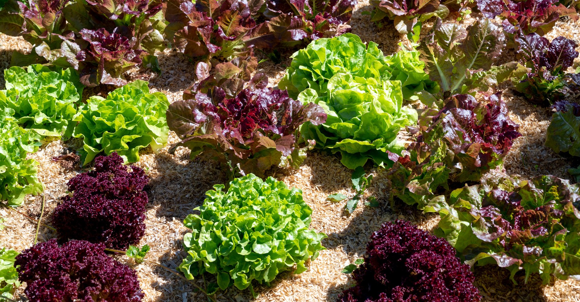 Grüne und rote Salatköpfe in einem Beet.