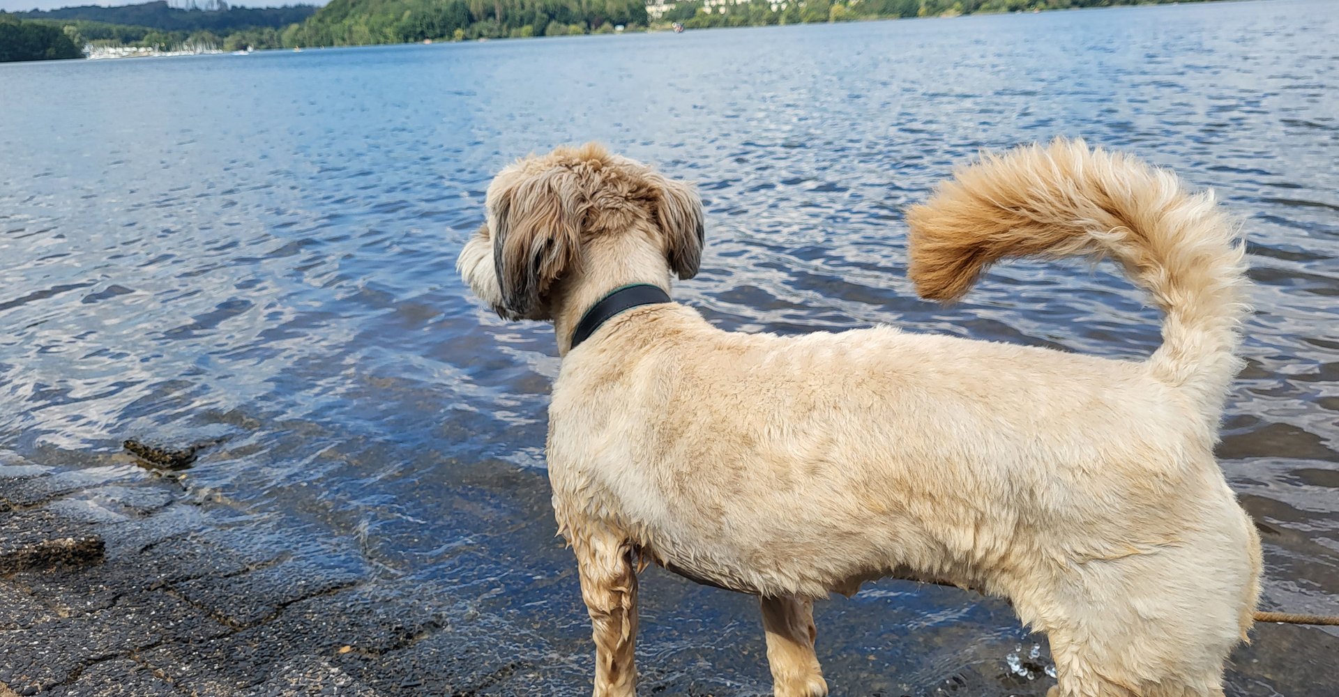 Ein kleiner beigefarbener Hund steht an der Hundebadestelle und schaut auf das Wasser