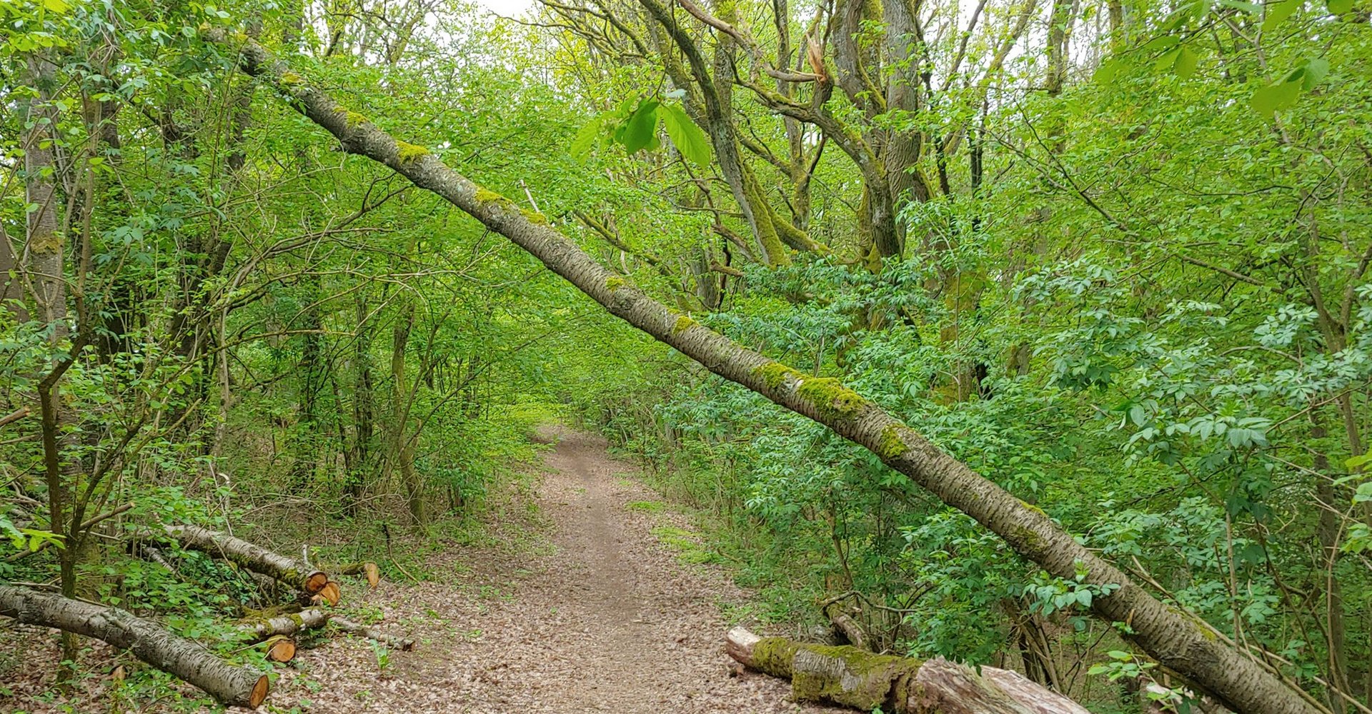 Ein umgestürzter Baum im Wald versperrt den Weg.