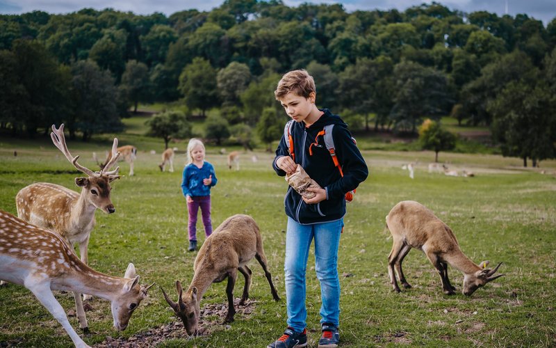 Im Naturwildpark Freisen läuft Damwild frei über die Wege und kann gefüttert und gestreichelt werden.