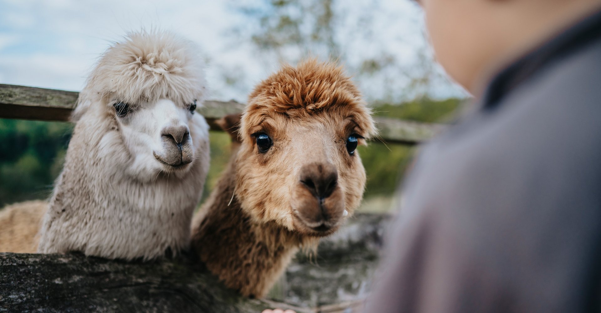 2 Lamas schauen in die Kamera, während ein Junge sie füttern möchte.